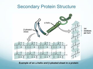 Secondary Protein Structure
Example of an a-helix and b-pleated sheet in a protein
3.6
residues
per turn
 