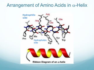Arrangement of Amino Acids in a-Helix
Ribbon Diagram of an a-helix
Hydrophilic
side
Hydrophobic
side
 