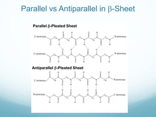 Parallel vs Antiparallel in b-Sheet
Parallel b-Pleated Sheet
Antiparallel b-Pleated Sheet
 