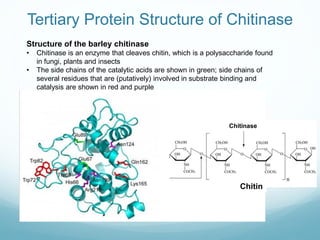 Tertiary Protein Structure of Chitinase
Structure of the barley chitinase
• Chitinase is an enzyme that cleaves chitin, wh...