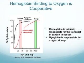 Hemoglobin Binding to Oxygen is
Cooperative
%
O
2
Saturation
PO2 (mm Hg)
Hemoglobin
(sigmoidal)
Myoglobin
(hyperbolic)
tis...