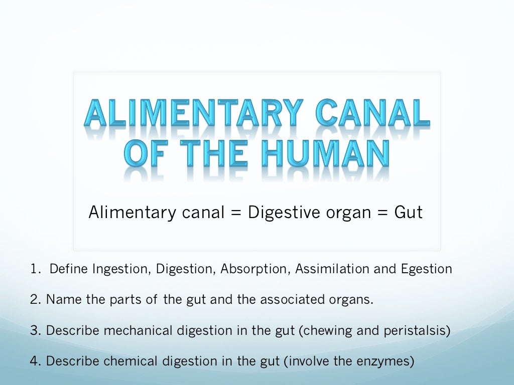 Animal Nutrition for Year 9