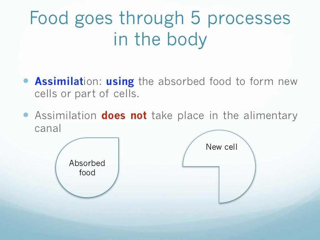 Animal Nutrition for Year 9