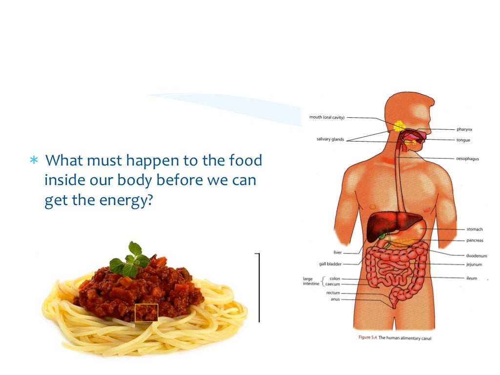 Animal Nutrition for Year 9
