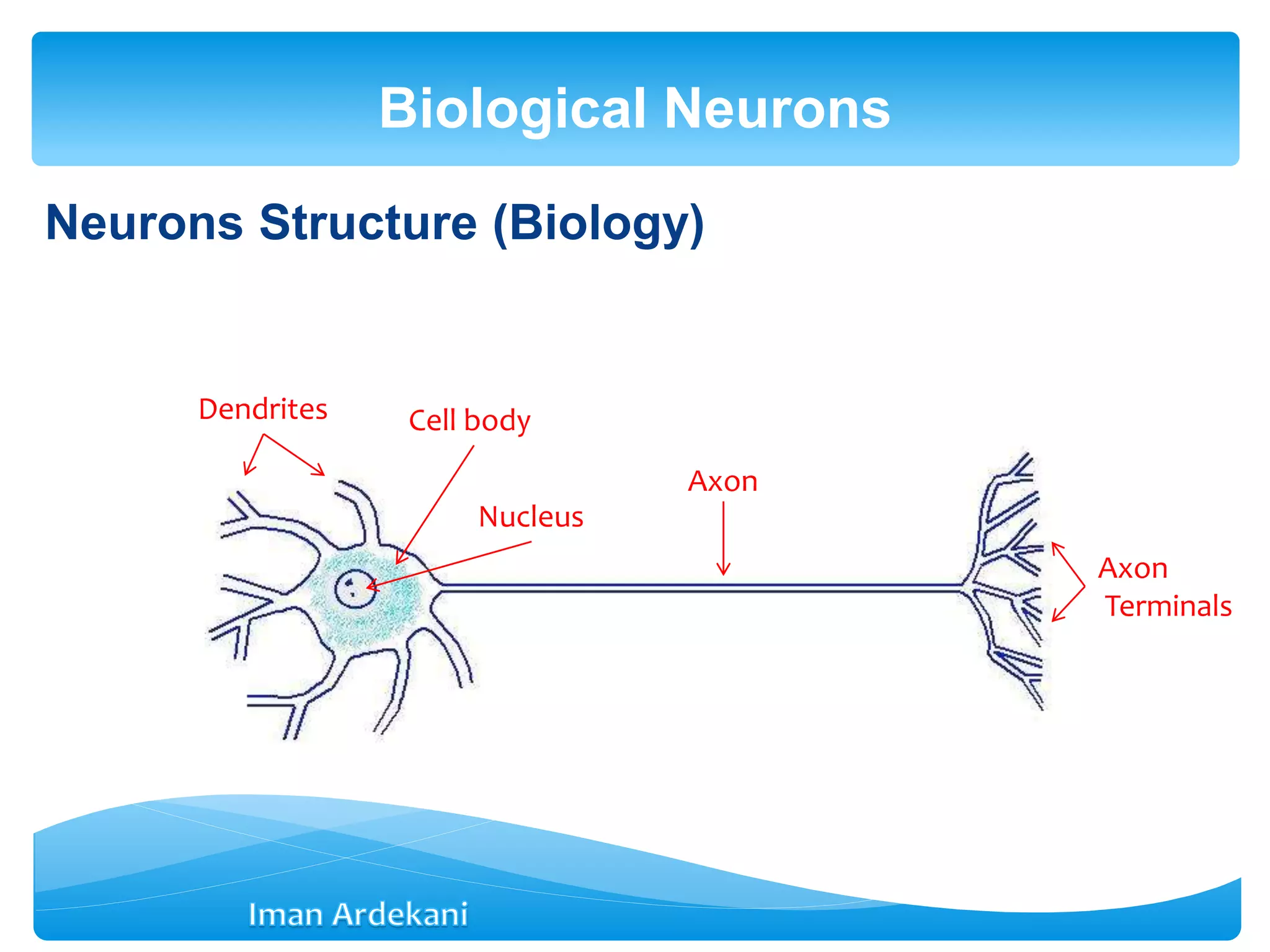 Neurons Structure (Biology)
Biological Neurons
Dendrites Cell body
Nucleus
Axon
Axon
Terminals
 