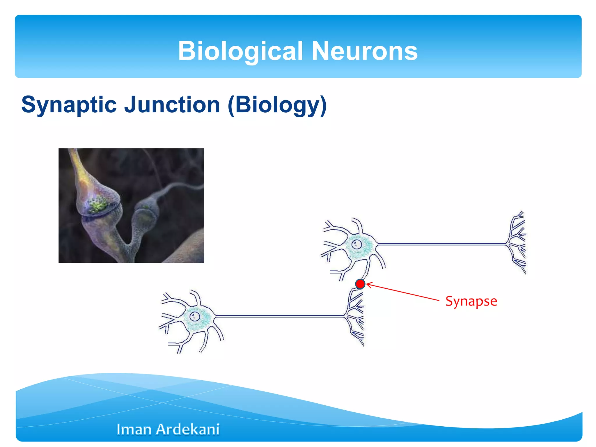 Synaptic Junction (Biology)
Biological Neurons
Synapse
 