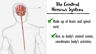 Control Systems In The Body week3_Coordination-of-Nervous-System-and-Endocrine-System-to-Achieve ...