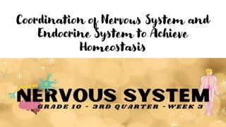Coordination of Nervous System and
Endocrine System to Achieve
Homeostasis
 
