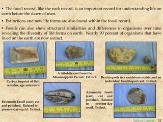  The fossil record, like the rock record, is an important record for understanding life on
earth before the dawn of man.
 Extinctions and new life forms are also found within the fossil record.
 Fossils can also show structural similarities and differences in organisms over time
revealing the diversity of life forms on earth. Nearly 90 percent of organisms that have
lived on the earth are now extinct.
Carbon imprint of fish
remains, age unknown
Belemnite fossil (cast), cut
and polished. Related to
present-day squid. Extinct.
Brachiopods in a sandstone matrix and an
individual brachiopod cast. Extinct.
A trilobite cast from the
Mississippian Period. Extinct.
Ammonite fossil
(cast), cut and
polished. Related
to present-day
snail. Extinct.
32
Table of Contents
 
