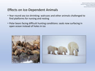 Effects on Ice-Dependent Animals
• Year-round sea ice shrinking: walruses and other animals challenged to
find platforms for nursing and resting
• Polar bears facing difficult hunting conditions: seals now surfacing in
open ocean instead of holes in ice
National Academy of Sciences
National Academy of Engineering
Institute of Medicine
National Research Council
 