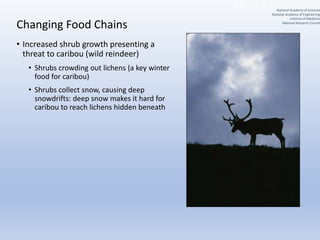 Changing Food Chains
• Increased shrub growth presenting a
threat to caribou (wild reindeer)
• Shrubs crowding out lichens (a key winter
food for caribou)
• Shrubs collect snow, causing deep
snowdrifts: deep snow makes it hard for
caribou to reach lichens hidden beneath
National Academy of Sciences
National Academy of Engineering
Institute of Medicine
National Research Council
 