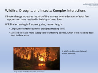 Wildfire, Drought, and Insects: Complex Interactions
Climate change increases the risk of fire in areas where decades of total fire
suppression have resulted in buildup of dead fuels.
Wildfire increasing in frequency, size, season length:
• Longer, more intense summer droughts stressing trees
• Stressed trees are more susceptible to attacking beetles, which leave standing dead
fuels in their wake
A wildfire in Bitterroot National
Forest, Montana.
Image courtesy of John McColgan, USDA Forest Service.
National Academy of Sciences
National Academy of Engineering
Institute of Medicine
National Research Council
 