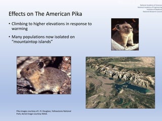 Effects on The American Pika
• Climbing to higher elevations in response to
warming
• Many populations now isolated on
“mountaintop islands”
Pika images courtesy of J. R. Douglass, Yellowstone National
Park; Aerial image courtesy NASA.
National Academy of Sciences
National Academy of Engineering
Institute of Medicine
National Research Council
 