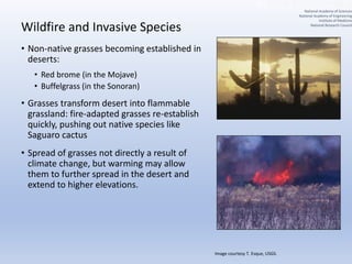 Wildfire and Invasive Species
• Non-native grasses becoming established in
deserts:
• Red brome (in the Mojave)
• Buffelgrass (in the Sonoran)
• Grasses transform desert into flammable
grassland: fire-adapted grasses re-establish
quickly, pushing out native species like
Saguaro cactus
• Spread of grasses not directly a result of
climate change, but warming may allow
them to further spread in the desert and
extend to higher elevations.
Image courtesy T. Esque, USGS.
National Academy of Sciences
National Academy of Engineering
Institute of Medicine
National Research Council
 