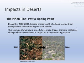 Impacts in Deserts
The Piñon Pine: Past a Tipping Point
• Drought in 2000-2003 stressed a large swath of piñons, leaving them
susceptible to infestation by pine bark beetles
• This example shows how a stressful event can trigger dramatic ecological
change when an ecosystem is subject to many interacting stresses
2002 2004
Images courtesy D. Allen, USGS.
National Academy of Sciences
National Academy of Engineering
Institute of Medicine
National Research Council
 