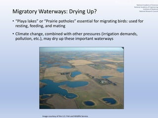 Migratory Waterways: Drying Up?
• “Playa lakes” or “Prairie potholes” essential for migrating birds: used for
resting, feeding, and mating
• Climate change, combined with other pressures (irrigation demands,
pollution, etc.), may dry up these important waterways
Image courtesy of the U.S. Fish and Wildlife Service.
National Academy of Sciences
National Academy of Engineering
Institute of Medicine
National Research Council
 