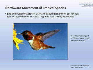 Northward Movement of Tropical Species
• Bird and butterfly watchers across the Southeast looking out for new
species; some former seasonal migrants now staying year-round
The rufous hummingbird
has become a year-round
resident in Alabama.
Image courtesy Dean E. Briggins, U.S.
Fish and Wildlife Service.
National Academy of Sciences
National Academy of Engineering
Institute of Medicine
National Research Council
 