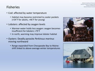 Fisheries
• Cod: affected by water temperature
• Habitat may become restricted to cooler pockets
(<54˚F for adults, <46˚F for young)
• Lobsters: affected by oxygen levels
• Warmer water holds less oxygen: oxygen becomes
insufficient for lobsters >79˚F
• In north, warming may improve lobster habitat
• Oysters: Deadly parasite Perkinsus marinus
moving northward
• Range expanded from Chesapeake Bay to Maine:
shift linked to above-average winter temperatures
National Academy of Sciences
National Academy of Engineering
Institute of Medicine
National Research Council
 