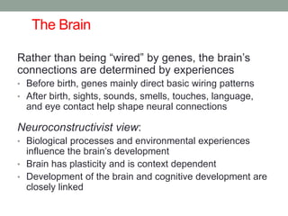 The Brain
Rather than being “wired” by genes, the brain’s
connections are determined by experiences
• Before birth, genes mainly direct basic wiring patterns
• After birth, sights, sounds, smells, touches, language,
and eye contact help shape neural connections
Neuroconstructivist view:
• Biological processes and environmental experiences
influence the brain’s development
• Brain has plasticity and is context dependent
• Development of the brain and cognitive development are
closely linked
 