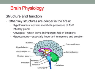 Brain Physiology
Structure and function
• Other key structures are deeper in the brain:
• Hypothalamus: controls metabolic processes of ANS
• Pituitary gland
• Amygdala—which plays an important role in emotions
• Hippocampus—especially important in memory and emotion
 
