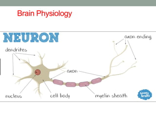 Brain Physiology
 