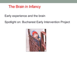 The Brain in Infancy
Early experience and the brain
Spotlight on: Bucharest Early Intervention Project
 