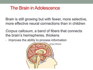 The Brain in Adolescence
Brain is still growing but with fewer, more selective,
more effective neural connections than in children
Corpus callosum, a band of fibers that connects
the brain’s hemispheres, thickens
• Improves the ability to process information
 