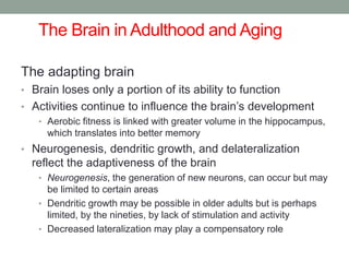 The Brain in Adulthood and Aging
The adapting brain
• Brain loses only a portion of its ability to function
• Activities continue to influence the brain’s development
• Aerobic fitness is linked with greater volume in the hippocampus,
which translates into better memory
• Neurogenesis, dendritic growth, and delateralization
reflect the adaptiveness of the brain
• Neurogenesis, the generation of new neurons, can occur but may
be limited to certain areas
• Dendritic growth may be possible in older adults but is perhaps
limited, by the nineties, by lack of stimulation and activity
• Decreased lateralization may play a compensatory role
 