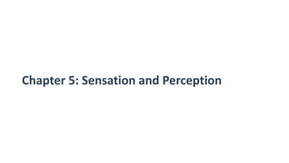 Chapter 5: Sensation and Perception
 