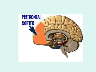 week3 the first two years body and brain.ppt