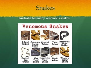 Snakes 
Australia has many venomous snakes. 
 