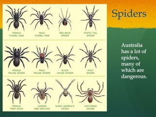 Spiders 
Australia 
has a lot of 
spiders, 
many of 
which are 
dangerous. 
 