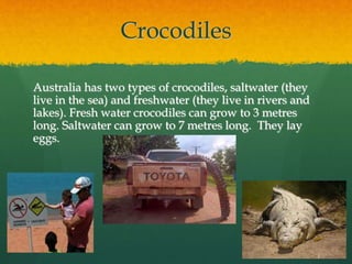 Crocodiles 
Australia has two types of crocodiles, saltwater (they 
live in the sea) and freshwater (they live in rivers and 
lakes). Fresh water crocodiles can grow to 3 metres 
long. Saltwater can grow to 7 metres long. They lay 
eggs. 
 