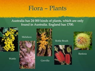 Flora – Plants 
Australia has 24 000 kinds of plants, which are only 
found in Australia. England has 1700. 
Bottle Brush 
Wattle 
Grevilla 
Banksia 
Melaluca 
 