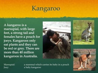 Kangaroo 
A kangaroo is a 
marsupial, with large 
feet, a strong tail and 
females have a pouch for 
joeys. Kangaroos only 
eat plants and they can 
be red or grey. There are 
more than 40 million 
kangaroos in Australia. 
Marsupial: a mammal which carries its baby in a pouch 
Joey: a baby kangaroo 
 