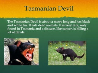 Tasmanian Devil 
The Tasmanian Devil is about a metre long and has black 
and white fur. It eats dead animals. It is very rare, only 
found in Tasmania and a disease, like cancer, is killing a 
lot of devils. 
 