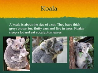 Koala 
A koala is about the size of a cat. They have thick 
grey/brown fur, fluffy ears and live in trees. Koalas 
sleep a lot and eat eucalyptus leaves. 
 