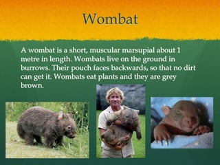 Wombat 
A wombat is a short, muscular marsupial about 1 
metre in length. Wombats live on the ground in 
burrows. Their pouch faces backwards, so that no dirt 
can get it. Wombats eat plants and they are grey 
brown. 
 