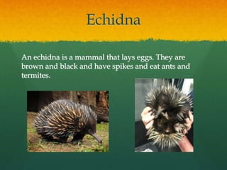 Echidna 
An echidna is a mammal that lays eggs. They are 
brown and black and have spikes and eat ants and 
termites. 
 