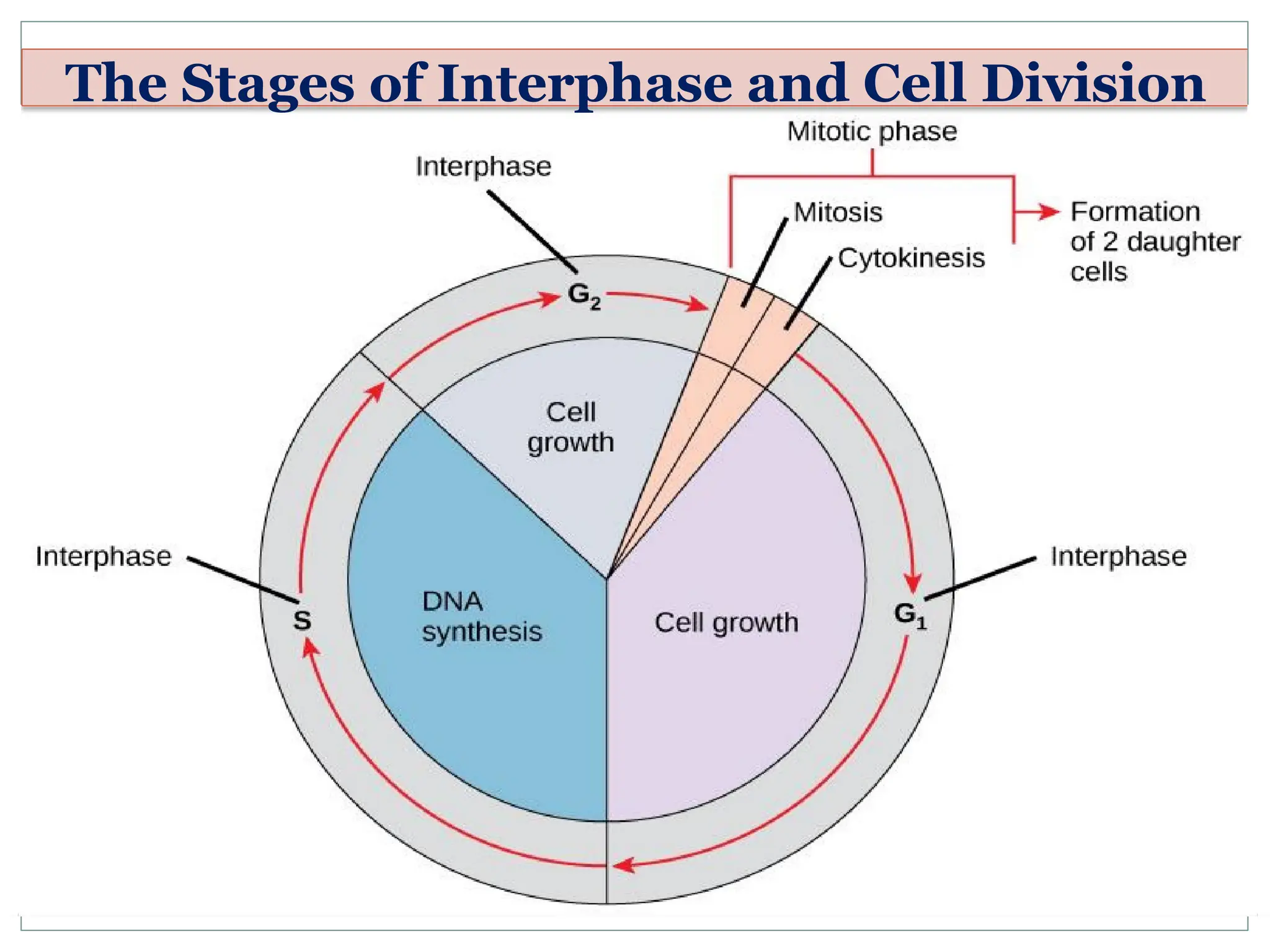 The Stages of Interphase and Cell Division
 