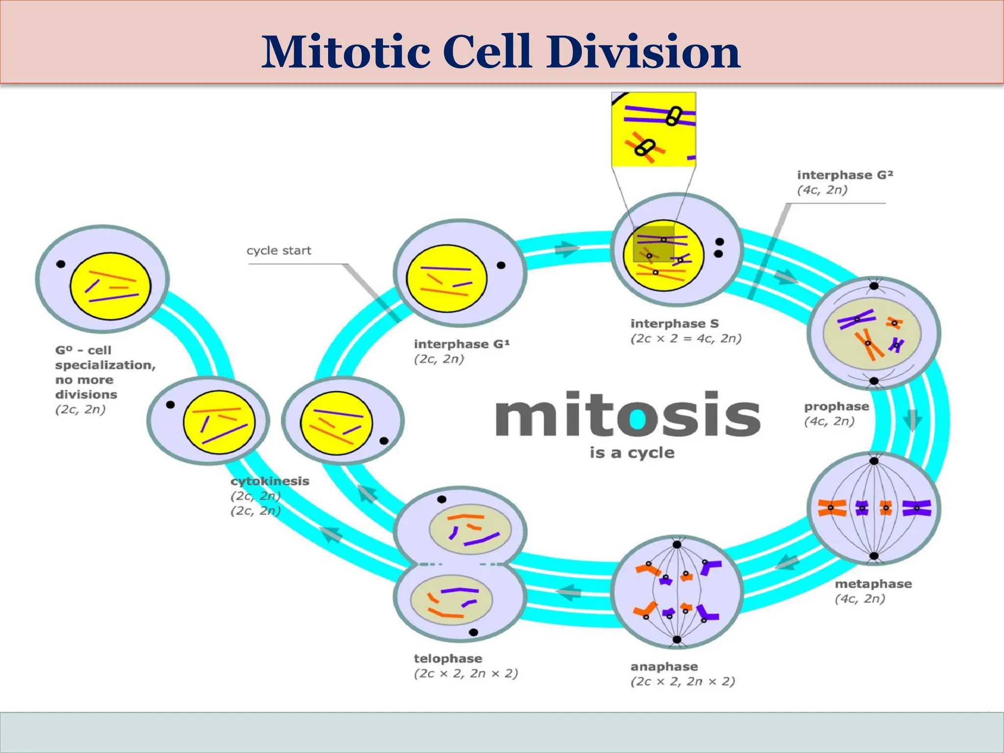 Mitotic Cell Division
 