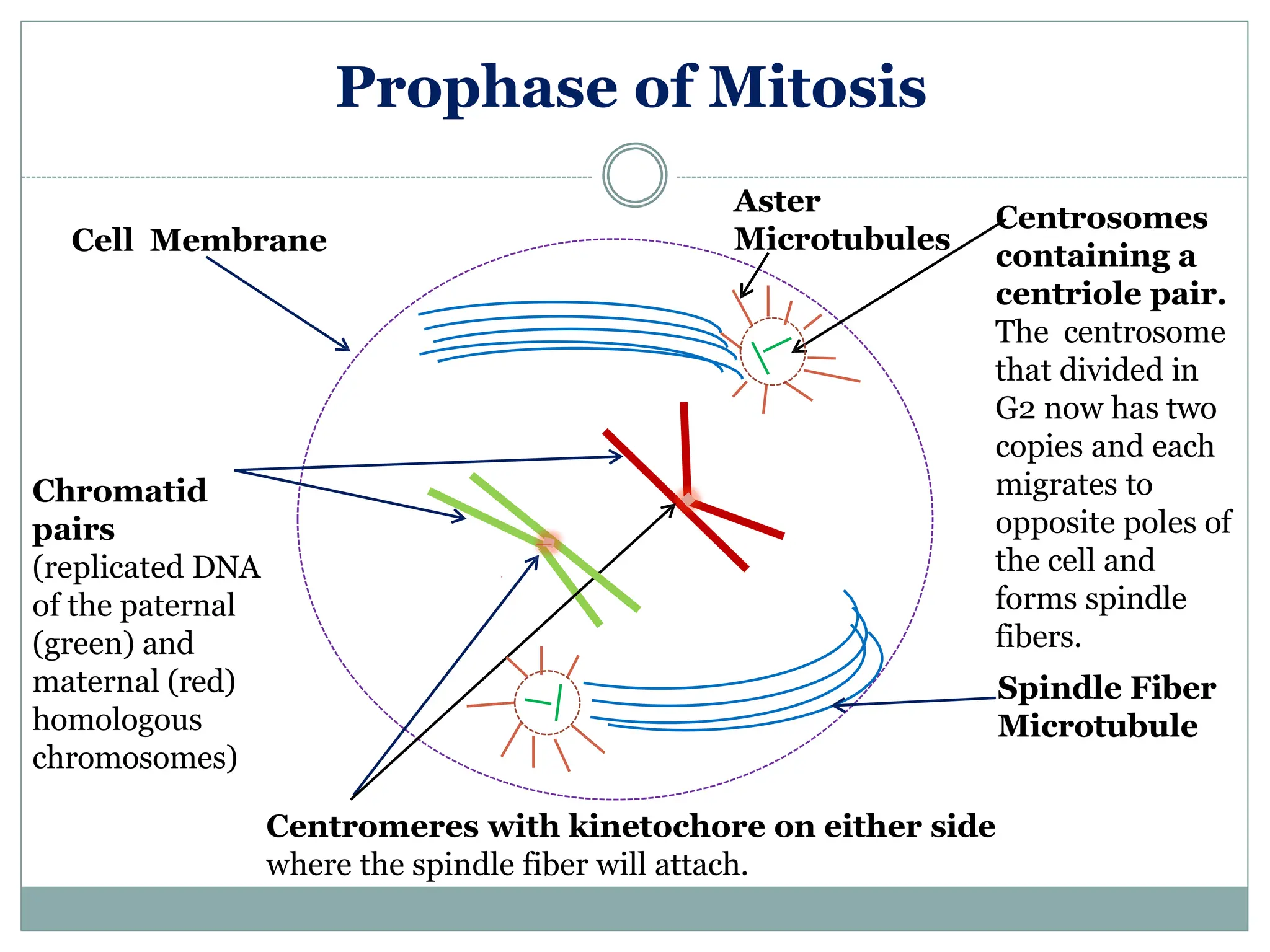 Prophase of Mitosis
Chromatid
pairs
(replicated DNA
of the paternal
(green) and
maternal (red)
homologous
chromosomes)
Centrosomes
containing a
centriole pair.
The centrosome
that divided in
G2 now has two
copies and each
migrates to
opposite poles of
the cell and
forms spindle
fibers.
Spindle Fiber
Microtubule
Cell Membrane
Aster
Microtubules
Centromeres with kinetochore on either side
where the spindle fiber will attach.
 