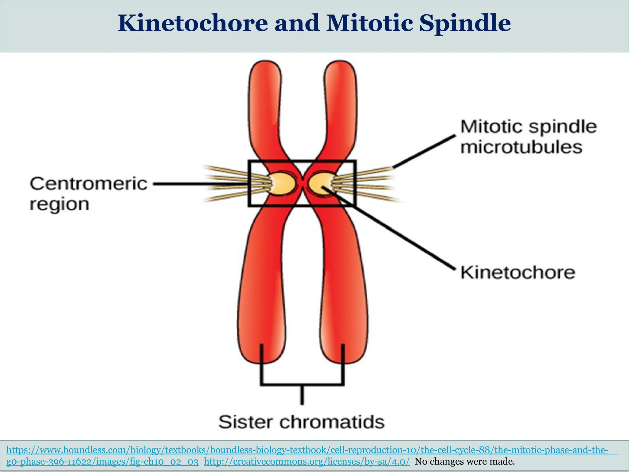 Kinetochore and Mitotic Spindle
https://www.boundless.com/biology/textbooks/boundless-biology-textbook/cell-reproduction-10/the-cell-cycle-88/the-mitotic-phase-and-the-
g0-phase-396-11622/images/fig-ch10_02_03 http://creativecommons.org/licenses/by-sa/4.0/ No changes were made.
 