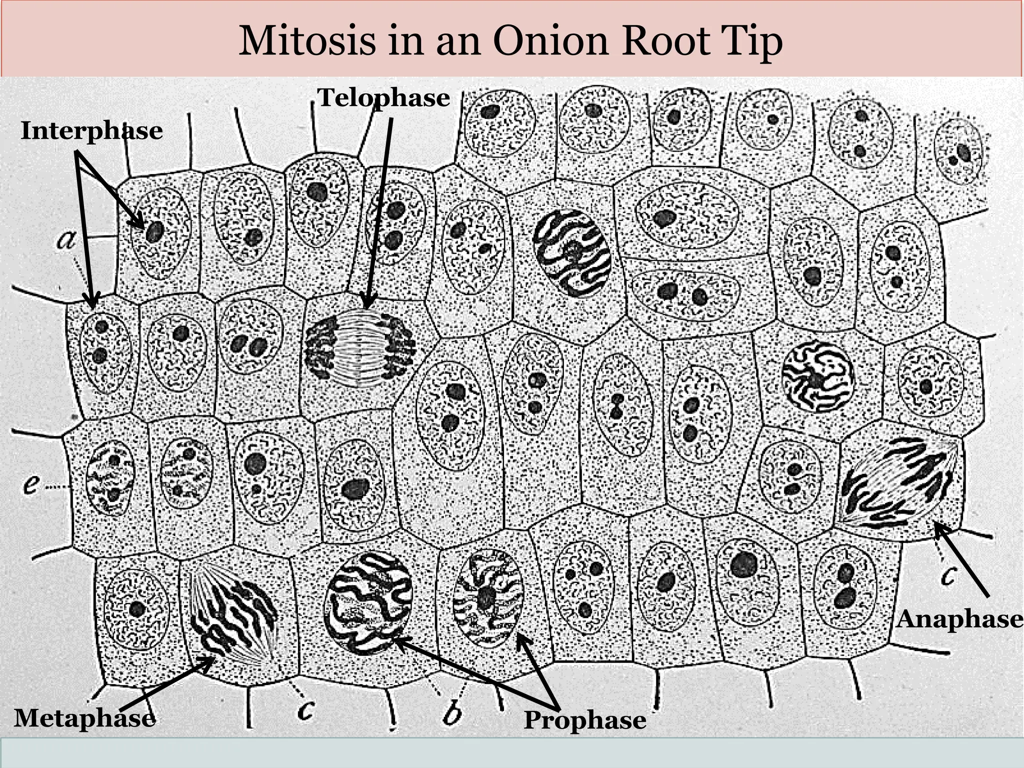 Mitosis in an Onion Root Tip
Prophase
Metaphase
Anaphase
Telophase
Interphase
 