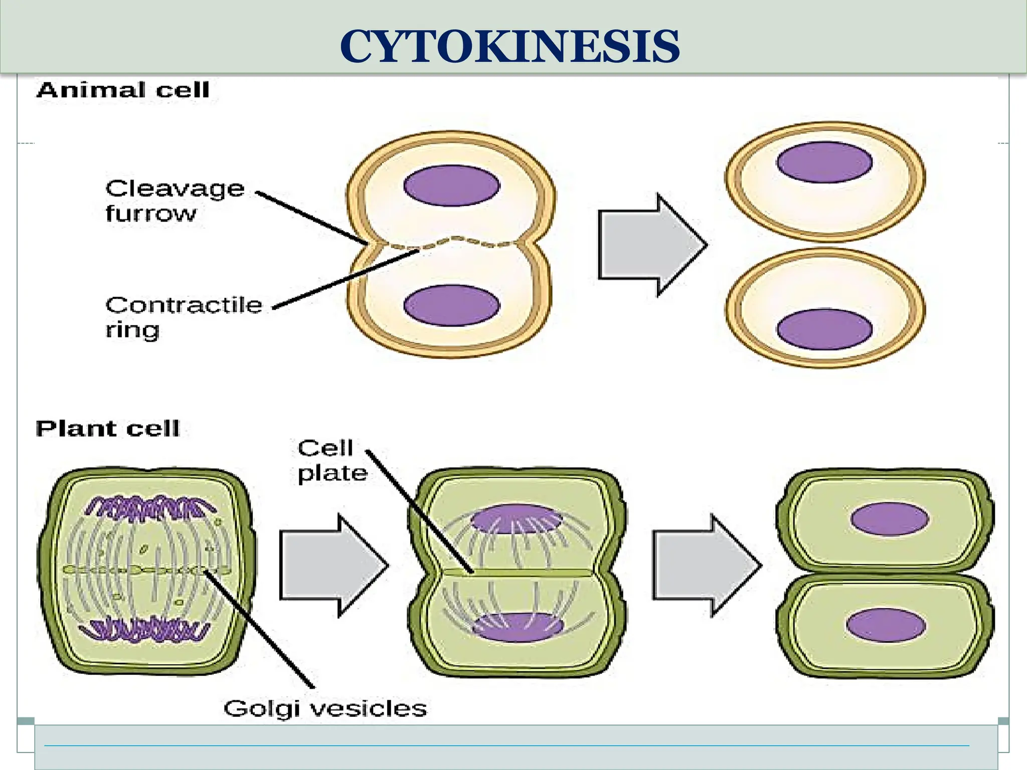 CYTOKINESIS
 