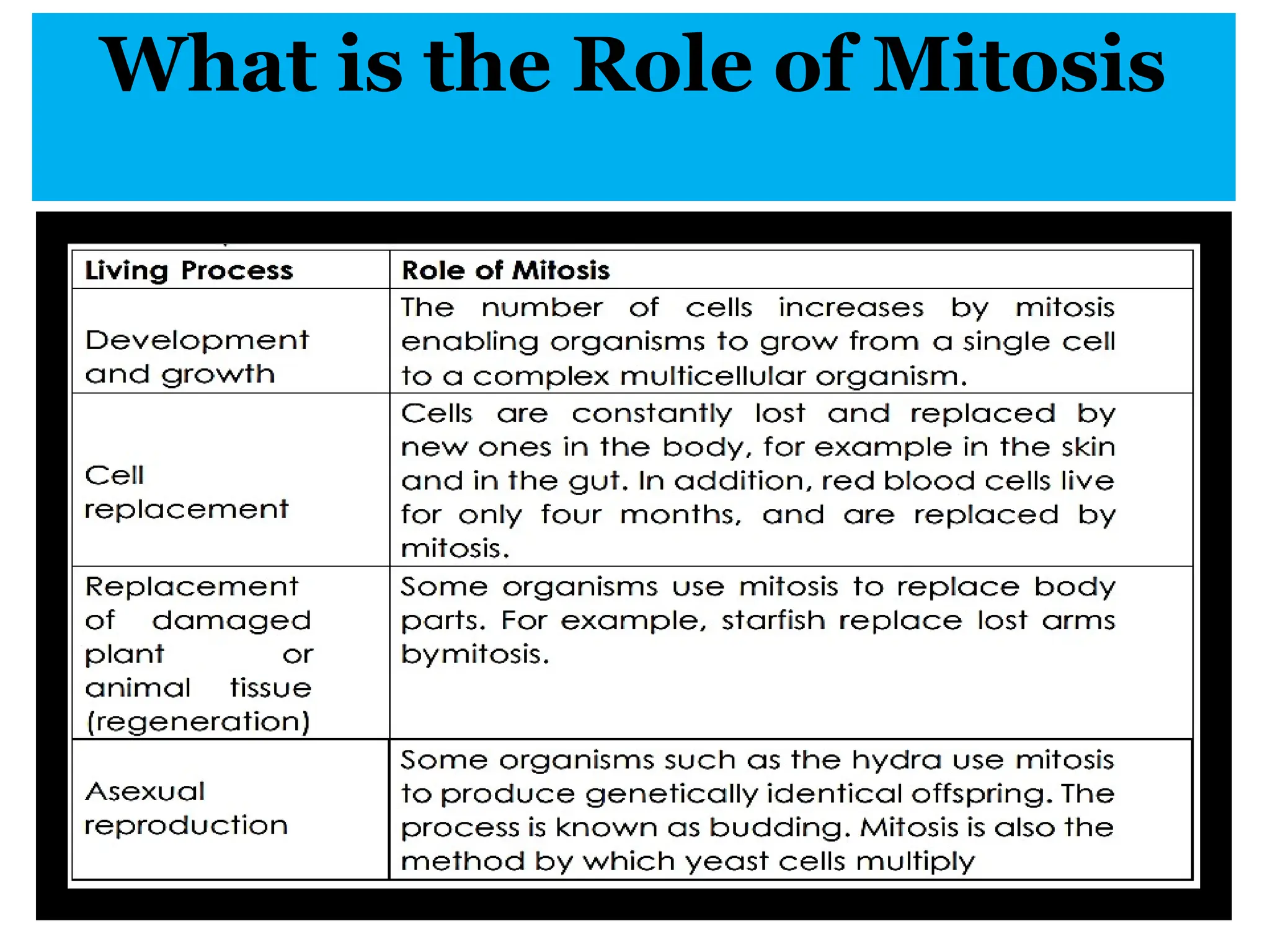 What is the Role of Mitosis
 