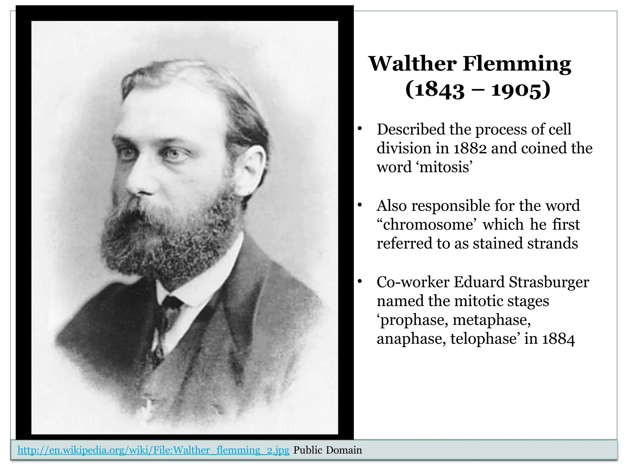 Walther Flemming
(1843 – 1905)
• Described the process of cell
division in 1882 and coined the
word ‘mitosis’
• Also responsible for the word
“chromosome’ which he first
referred to as stained strands
• Co-worker Eduard Strasburger
named the mitotic stages
‘prophase, metaphase,
anaphase, telophase’ in 1884
http://en.wikipedia.org/wiki/File:Walther_flemming_2.jpg Public Domain
 