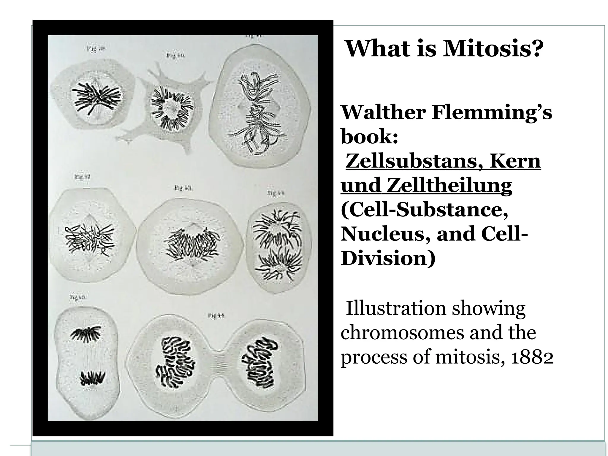 Walther Flemming’s
book:
Zellsubstans, Kern
und Zelltheilung
(Cell-Substance,
Nucleus, and Cell-
Division)
Illustration showing
chromosomes and the
process of mitosis, 1882
What is Mitosis?
 