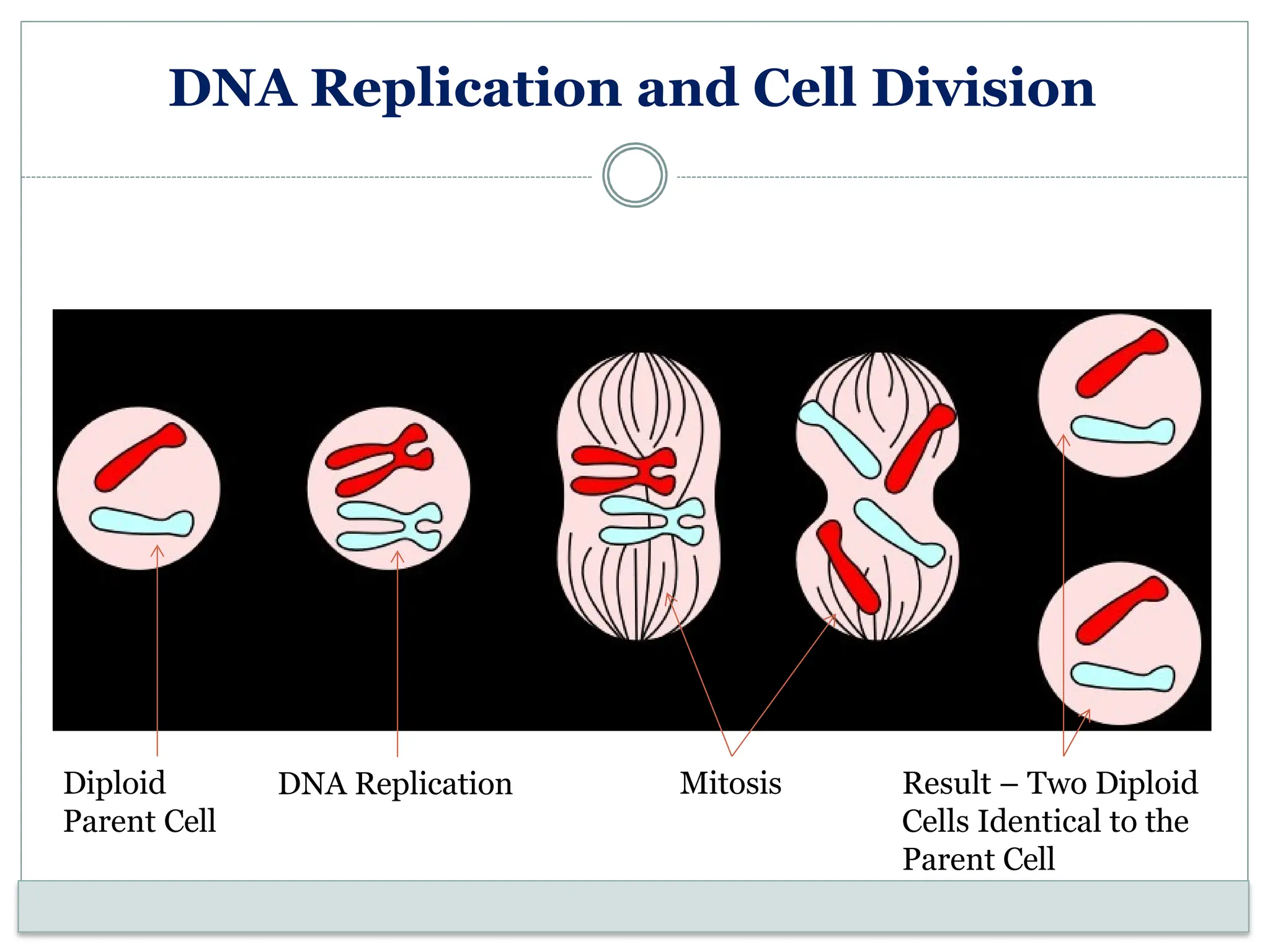 DNA Replication and Cell Division
DNA Replication Mitosis Result – Two Diploid
Cells Identical to the
Parent Cell
Diploid
Parent Cell
 