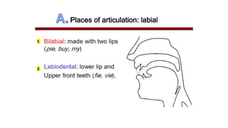Vowels and consonants | PDF